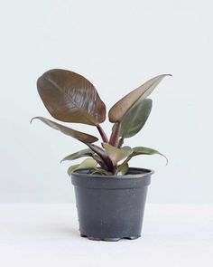 a potted plant with green and brown leaves in it on a white table top