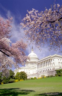 the u s capitol building in washington d c is seen through cherry blossom trees on a sunny day