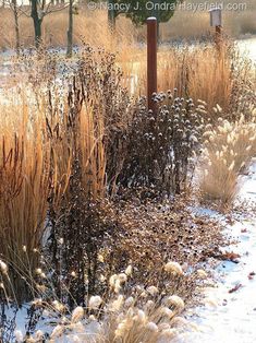 the grass is covered in snow and has no leaves on it, but there are tall grasses