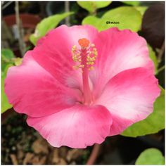 a pink flower with green leaves in the background