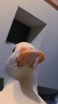 a close up view of a white bird's head and beak, with its tongue sticking out