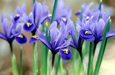 purple flowers with green stems in the foreground