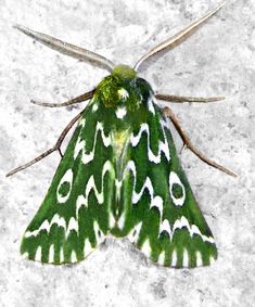 a large green and white moth sitting on top of a snow covered ground next to another insect