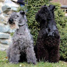 two dogs sitting next to each other in the grass