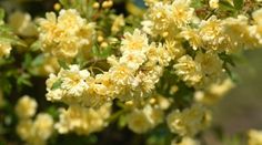 yellow flowers are blooming in the sun