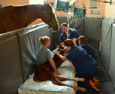 a group of people standing around a brown horse in a room with horses on the floor