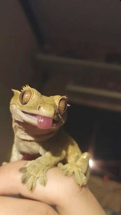 a small gecko sitting on top of someone's hand with it's tongue out