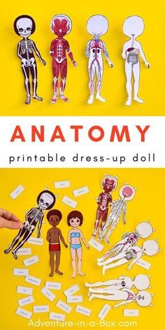 the anatomy printable dress - up doll is shown in front of a yellow background