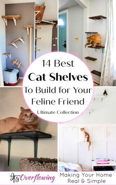 the top ten best cat shelvings to build for your feline friend - ultimate collection