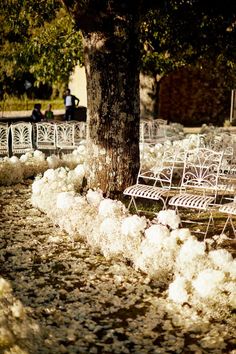 rows of white lawn chairs sitting next to a tree in a park filled with flowers