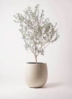 a small plant in a white vase on a white surface with no one around it