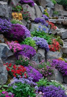 colorful flowers growing on the side of a rock wall