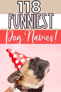 a dog wearing a party hat with the words, best funniest dog names