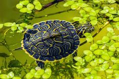 a turtle that is sitting in the water with green plants around it's neck