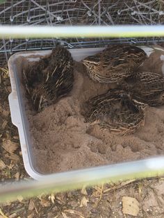 three baby birds are sitting in the sand