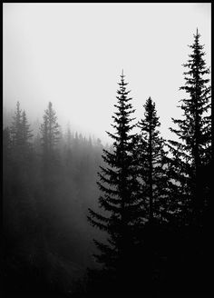 black and white photograph of pine trees in fog