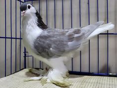 a gray and white bird standing on top of a bed next to a blue cage