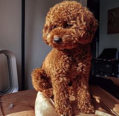 a brown dog sitting on top of a cushion