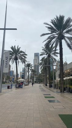 palm trees line the street in front of tall buildings