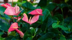 pink flowers with green leaves in the background