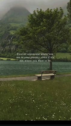 a bench sitting next to a tree near a body of water