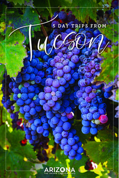 blue grapes growing on the vine with text that reads 8 day trip from tucson