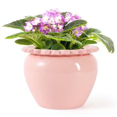 a pink potted plant with purple flowers in it