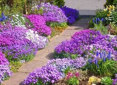 purple and white flowers are growing in the garden