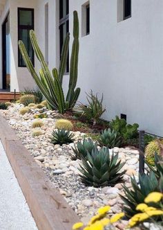 the house is white and has yellow flowers in front of it, along with cactus plants