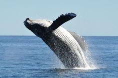 a humpback whale jumping out of the water