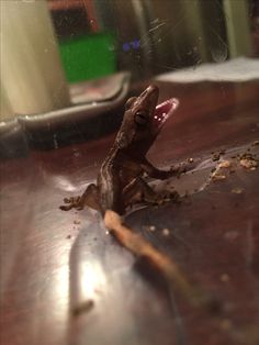 a small lizard sitting on top of a wooden table next to a mirror with it's mouth open