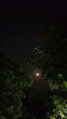 the moon shines brightly through the trees in the dark night sky, with only one light visible