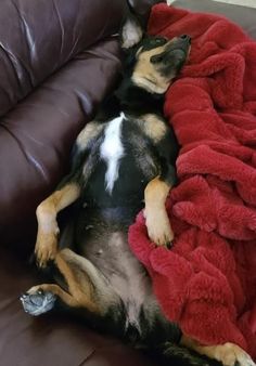 a dog laying on top of a couch covered in a red and black blanket next to a brown leather sofa