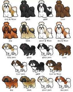 an image of dogs with different colors and sizes