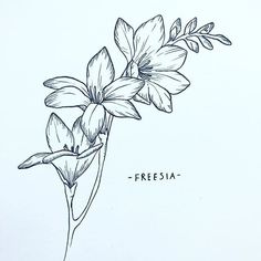 a black and white drawing of flowers with the word fresia written on it