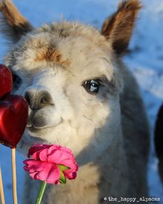 an alpaca with a heart shaped lollipop in it's mouth