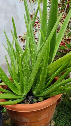 a potted plant with aloem growing in it