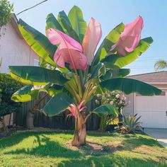 a large pink flower growing in the middle of a green yard next to a house