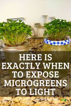 there is exactly when to expose microgreens to light up the kitchen counter top