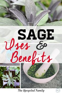 sage uses and benefits in the garden with text overlay that reads sage uses and benefits