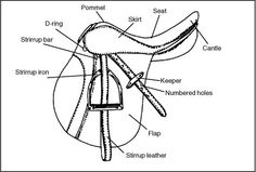 diagram of the structure of an animal's body and its parts labeled in text