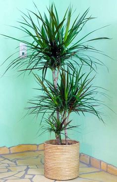 a potted plant sitting on top of a tiled floor next to a green wall