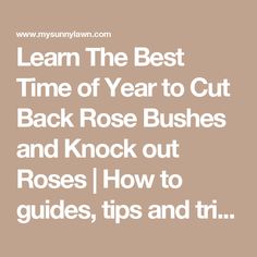 the words learn the best time of year to cut back rose bushes and knock out roses