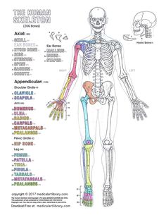 the human skeleton and its major skeletal systems is shown in this diagram, which shows the bones