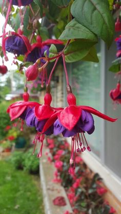 purple and red flowers hanging from a tree