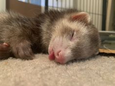 a ferret sleeping on the floor with its head resting on it's paws