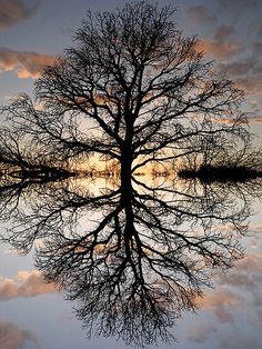 four different pictures with trees and clouds in the background, one is reflecting on water