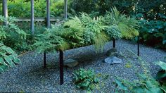 an outdoor garden with plants and rocks in the gravel, surrounded by greenery on either side