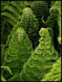 some very pretty green plants in the grass