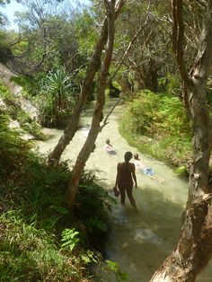 two people are wading in the water near some trees and bushes, while another person is swimming